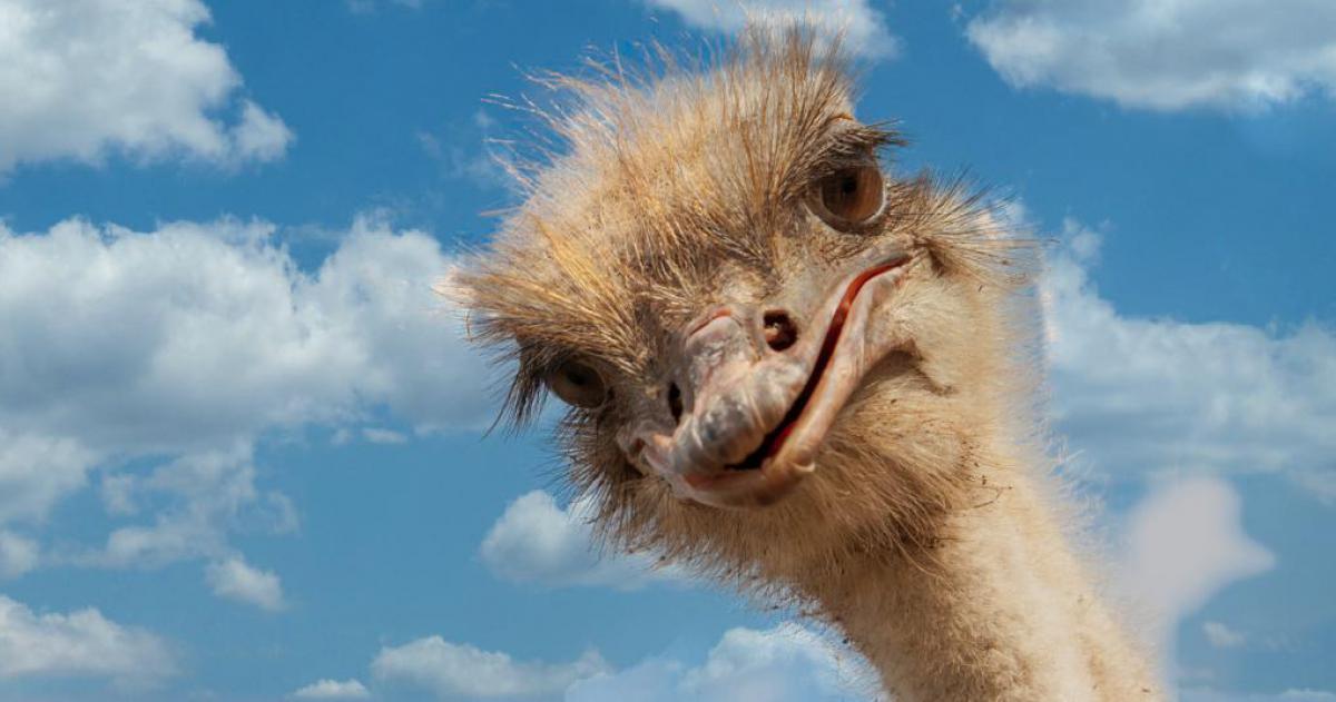 Jij bent toch geen financiële struisvogel?